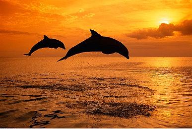 恐怖游戏新作《野狗子》预载日期与下载容量公布