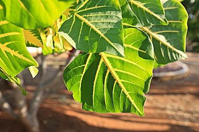 突破筑基 御剑修仙《一方灵田》全新版本现已上线